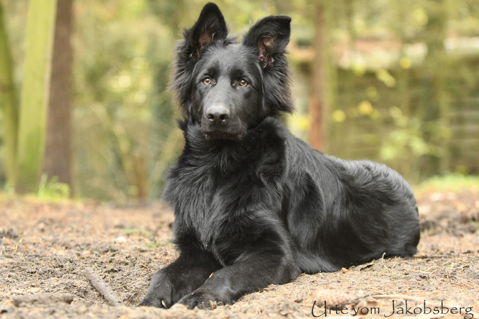 Urte vom Jakobsberg - altdeutsche Schäferhunde